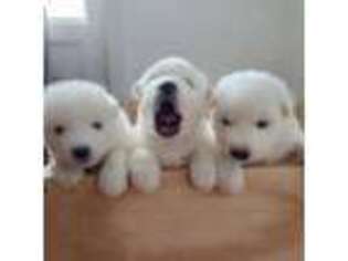 Samoyed Puppy for sale in Riverhead, NY, USA
