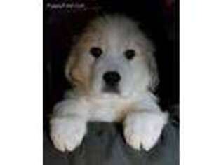 Great Pyrenees Puppy for sale in Silver Lake, IN, USA