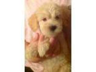 Labradoodle Puppy for sale in Sacramento, CA, USA