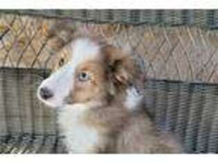 Shetland Sheepdog Puppy for sale in Springfield, MO, USA