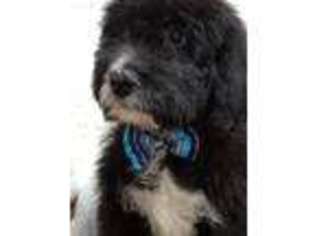 Newfoundland Puppy for sale in Lamar, IN, USA