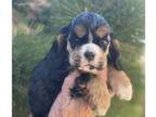 Cocker Spaniel Puppy for sale in Allentown, PA, USA