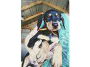 Doberman Pinscher Puppy for sale in Amarillo, TX, USA