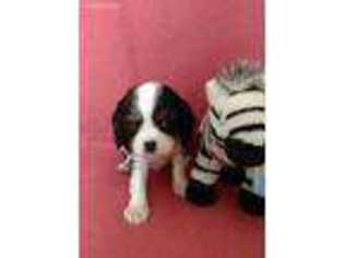 Cavalier King Charles Spaniel Puppy for sale in Canaseraga, NY, USA