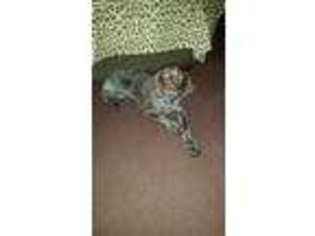 German Shorthaired Pointer Puppy for sale in Mc Graw, NY, USA