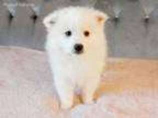 American Eskimo Dog Puppy for sale in Ashley, IN, USA