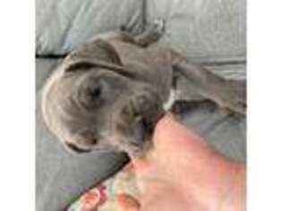 Great Dane Puppy for sale in Mohave Valley, AZ, USA