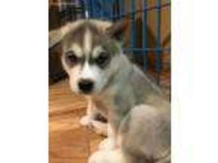 Siberian Husky Puppy for sale in Port Austin, MI, USA