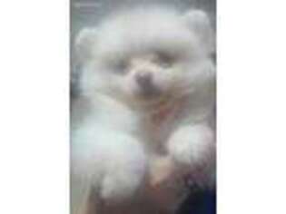 Pomeranian Puppy for sale in Deland, FL, USA