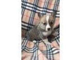Pembroke Welsh Corgi Puppy for sale in Pocomoke City, MD, USA