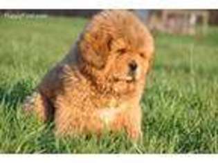 Tibetan Mastiff Puppy for sale in Winston Salem, NC, USA