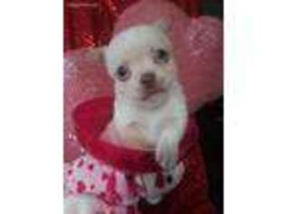 Chihuahua Puppy for sale in Highlands, TX, USA