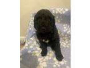 Mutt Puppy for sale in Waynesburg, KY, USA