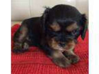 Cavalier King Charles Spaniel Puppy for sale in Conifer, CO, USA