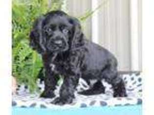 Cocker Spaniel Puppy for sale in Summerfield, NC, USA