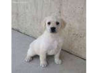 Labrador Retriever Puppy for sale in Woodburn, IN, USA