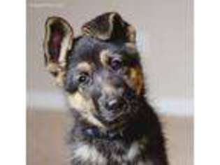 German Shepherd Dog Puppy for sale in Logan, UT, USA