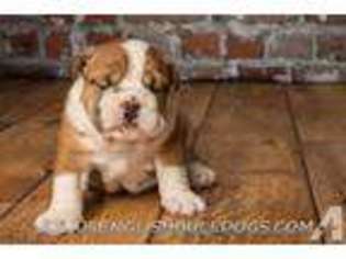 Bulldog Puppy for sale in WAUKESHA, WI, USA