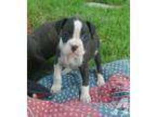 Boxer Puppy for sale in HARPURSVILLE, NY, USA