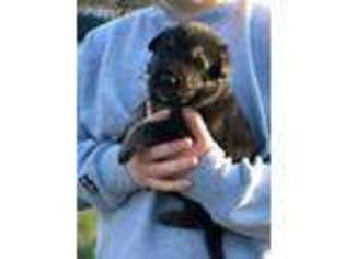 German Shepherd Dog Puppy for sale in Yanceyville, NC, USA