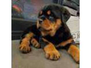 Rottweiler Puppy for sale in Shippensburg, PA, USA