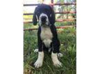 Great Dane Puppy for sale in Albertson, NC, USA