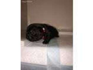 French Bulldog Puppy for sale in Harbor City, CA, USA