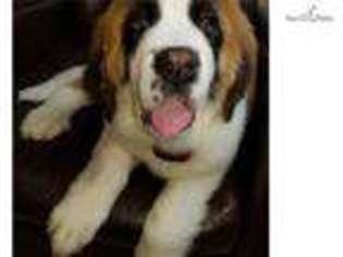 Mutt Puppy for sale in Fairbanks, AK, USA