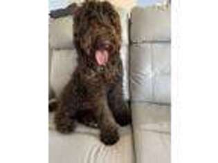 Labradoodle Puppy for sale in Manteca, CA, USA