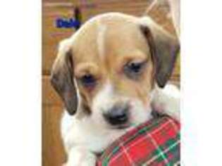 Dachshund Puppy for sale in Fenwick, MI, USA
