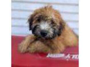 Soft Coated Wheaten Terrier Puppy for sale in New Braintree, MA, USA