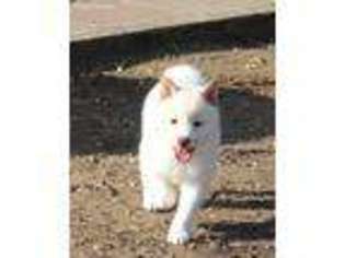 Shiba Inu Puppy for sale in Thayer, MO, USA
