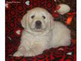 Mutt Puppy for sale in Keene, TX, USA