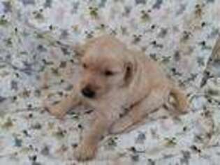 Puppyfinder Com Golden Retriever Puppies Puppies For Sale Near Me In Manchester New Hampshire Usa Page 1 Displays 10