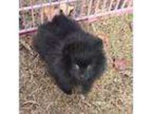 Pomeranian Puppy for sale in Bartlesville, OK, USA
