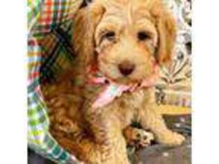 Labradoodle Puppy for sale in Stockbridge, GA, USA