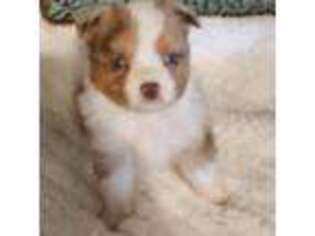 Miniature Australian Shepherd Puppy for sale in Whitney, TX, USA