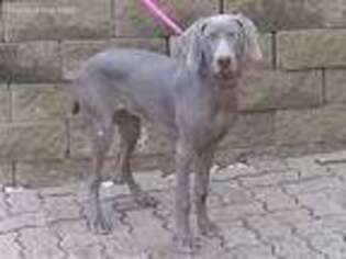 Weimaraner Puppy for sale in Pittsburgh, PA, USA