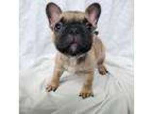 French Bulldog Puppy for sale in Newport News, VA, USA