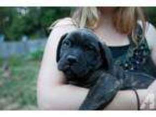 Bullmastiff Puppy for sale in TOUTLE, WA, USA