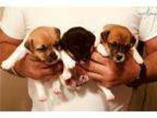 Jack Russell Terrier Puppy for sale in Lexington, KY, USA