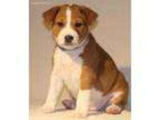 Basenji Puppy for sale in Bradenton, FL, USA