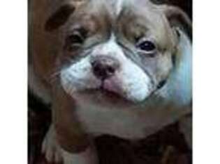 Olde English Bulldogge Puppy for sale in Mobile, AL, USA