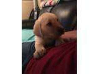 Labrador Retriever Puppy for sale in Crosby, TX, USA