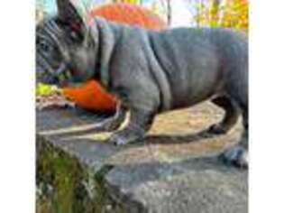 French Bulldog Puppy for sale in Warrington, PA, USA