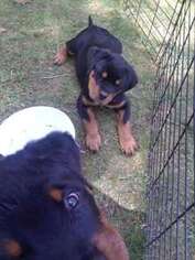 Rottweiler Puppy for sale in Pascoag, RI, USA