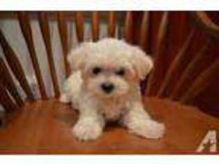Maltese Puppy for sale in LEWISBURG, WV, USA