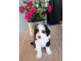 Portuguese Water Dog Puppy for sale in Mount Vernon, OH, USA