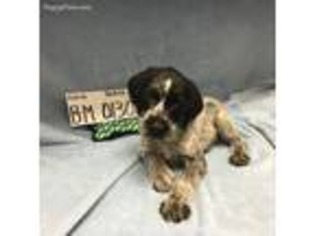 German Wirehaired Pointer Puppy for sale in Jennings, FL, USA