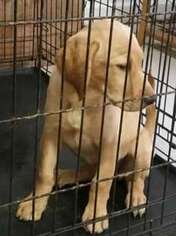 Labrador Retriever Puppy for sale in Mebane, NC, USA